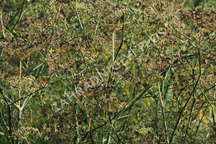Fenykl obecný - Foeniculum vulgare