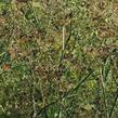 Fenykl obecný - Foeniculum vulgare