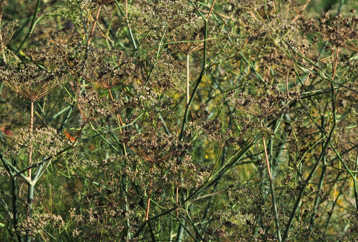 Fenykl obecný - Foeniculum vulgare