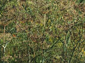 Fenykl obecný - Foeniculum vulgare