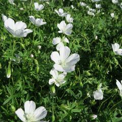 Kakost krvavý 'Album' - Geranium sanguineum 'Album'