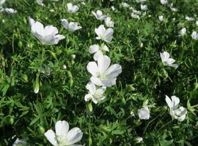 Kakost krvavý 'Album' - Geranium sanguineum 'Album'