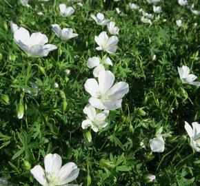 Kakost krvavý 'Album' - Geranium sanguineum 'Album'