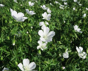 Kakost krvavý 'Album'