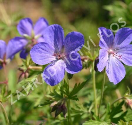 Kakost himalájský 'Johnson's Blue' - Geranium himalayense 'Johnson's Blue'