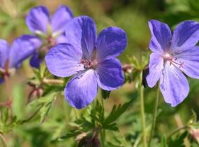 Kakost himalájský 'Johnson's Blue' - Geranium himalayense 'Johnson's Blue'