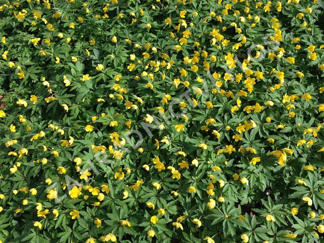 Sasanka pryskyřníkovitá - Anemone ranunculoides