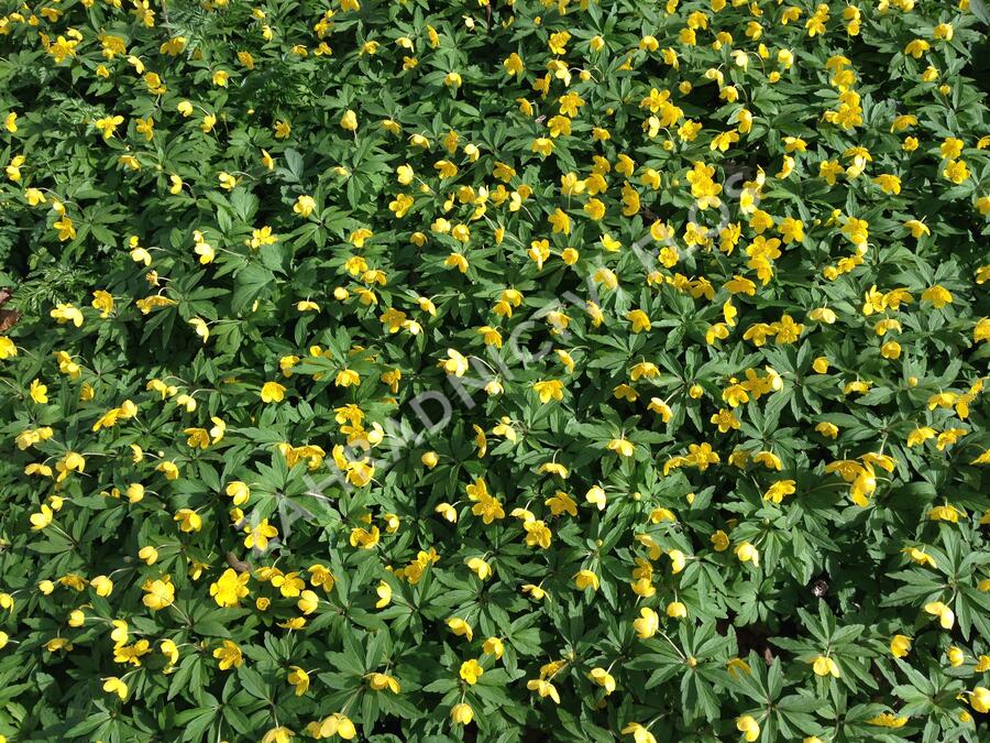 Sasanka pryskyřníkovitá - Anemone ranunculoides