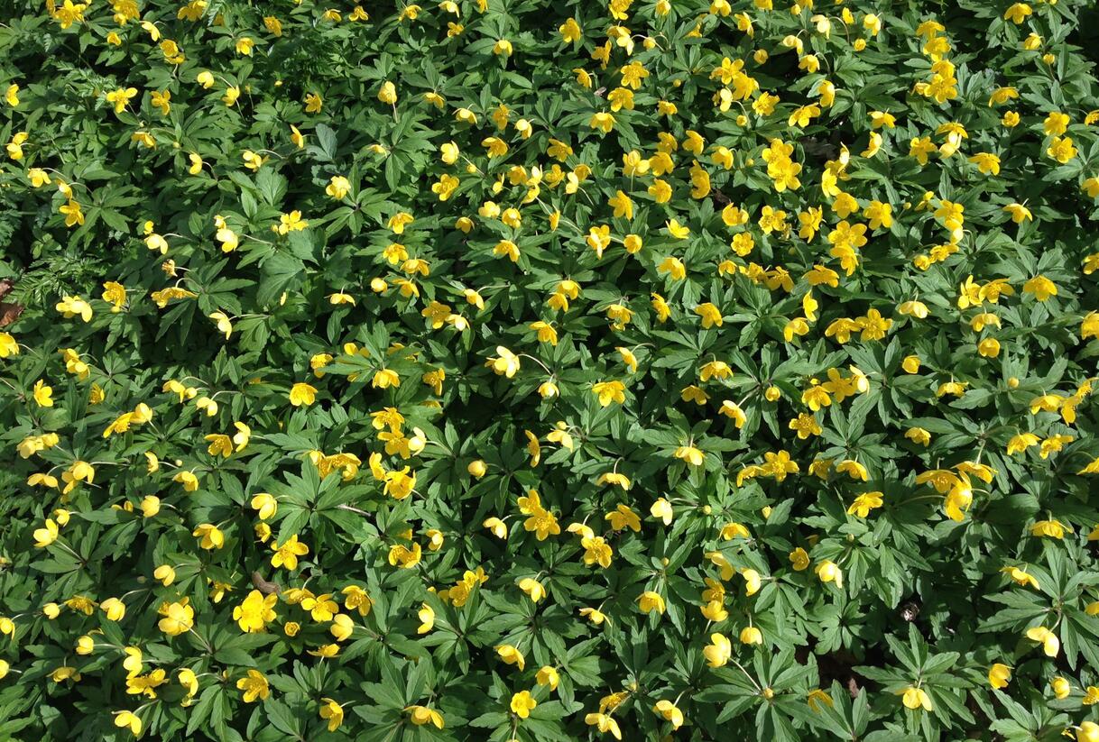 Sasanka pryskyřníkovitá - Anemone ranunculoides