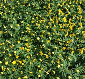 Sasanka pryskyřníkovitá - Anemone ranunculoides