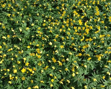 Sasanka pryskyřníkovitá