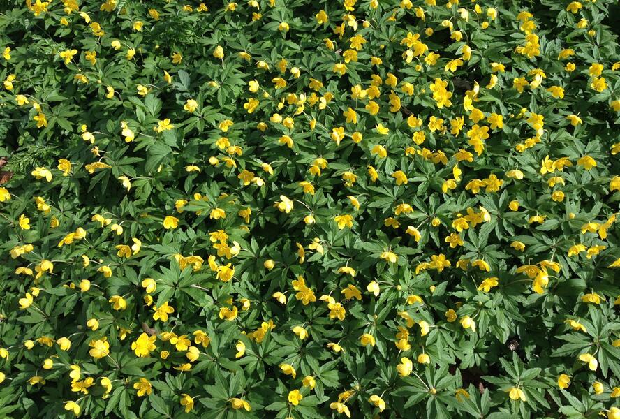 Sasanka pryskyřníkovitá - Anemone ranunculoides