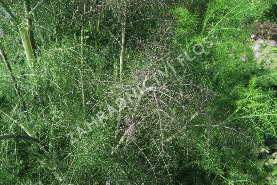 Fenykl obecný 'Smokey' - Foeniculum vulgare 'Smokey'