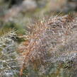 Fenykl obecný 'Smokey' - Foeniculum vulgare 'Smokey'