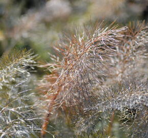 Fenykl obecný 'Smokey' - Foeniculum vulgare 'Smokey'