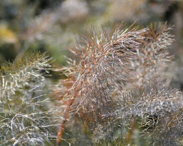 Fenykl obecný 'Smokey'