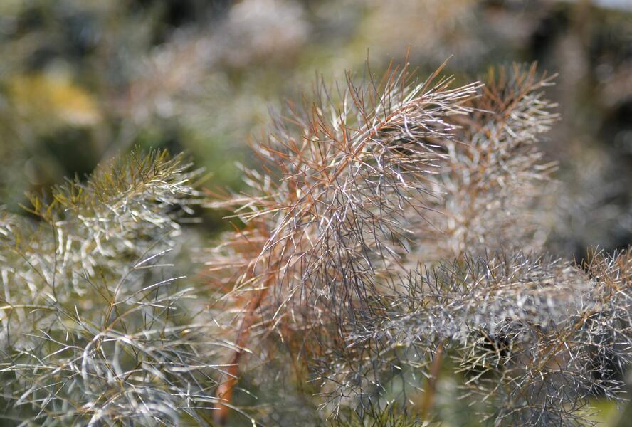 Fenykl obecný 'Smokey' - Foeniculum vulgare 'Smokey'
