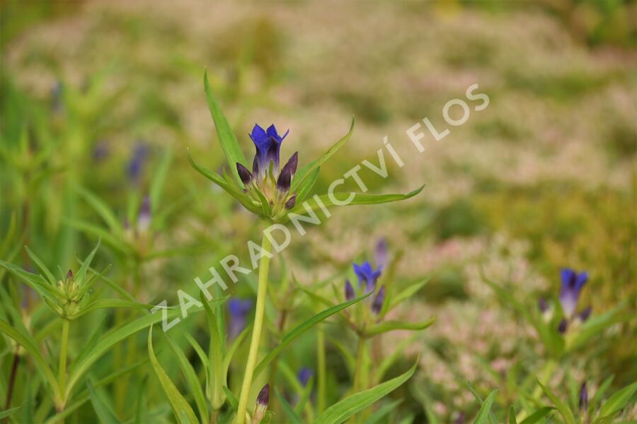 Hořec dahurský - Gentiana dahurica