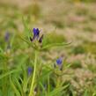 Hořec dahurský - Gentiana dahurica