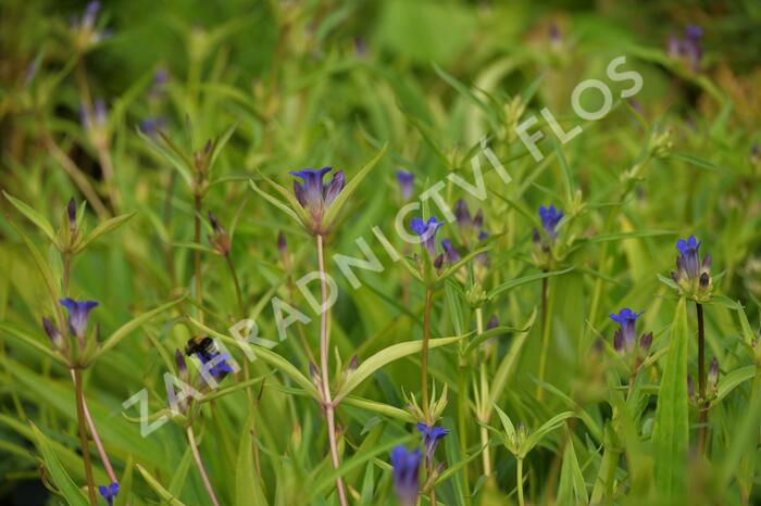 Hořec dahurský - Gentiana dahurica