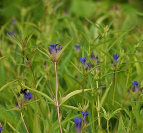 Hořec dahurský - Gentiana dahurica