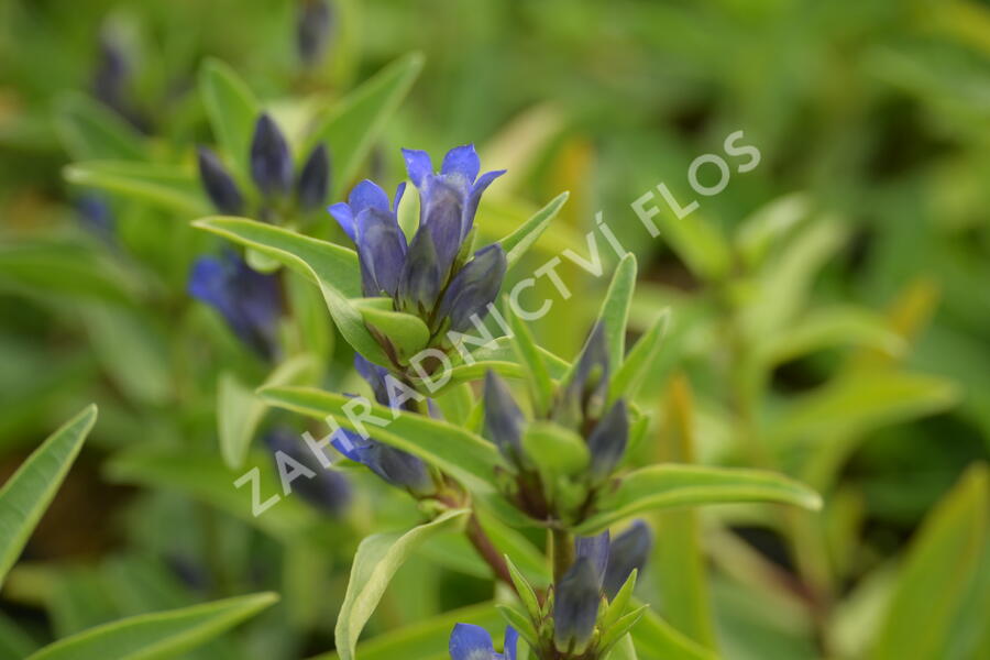Hořec křížatý - Gentiana cruciata