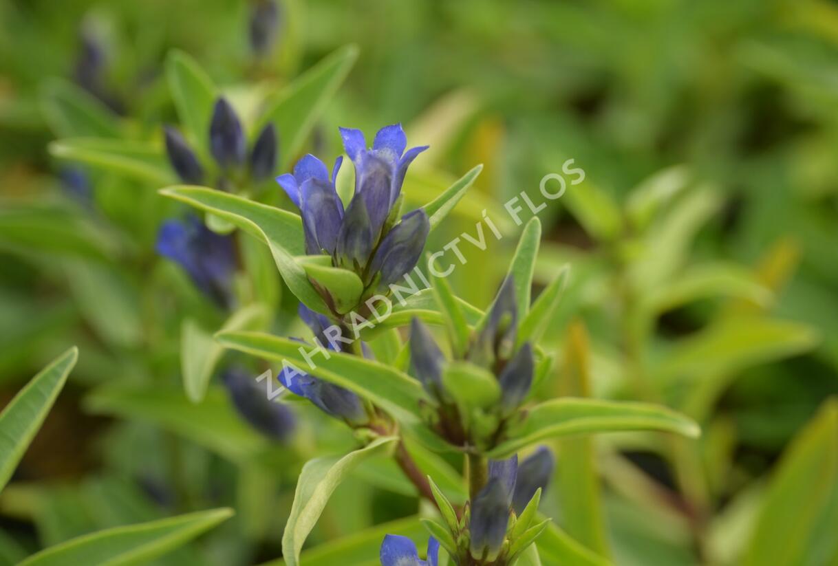 Hořec křížatý - Gentiana cruciata
