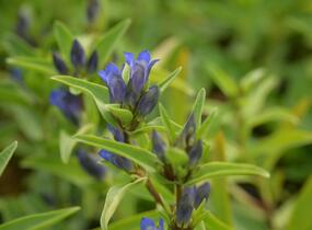 Hořec křížatý - Gentiana cruciata