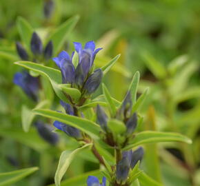 Hořec křížatý - Gentiana cruciata