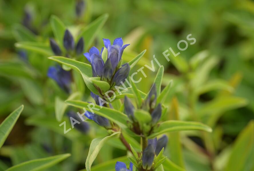 Hořec křížatý - Gentiana cruciata