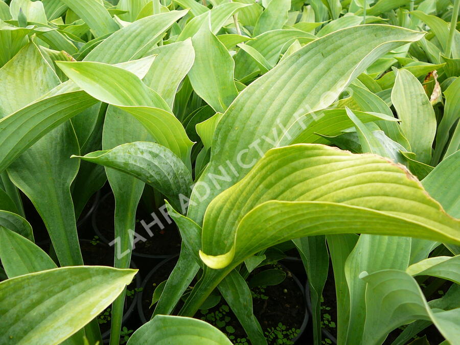 Bohyška 'Krossa Regal' - Hosta nigrescens 'Krossa Regal'