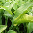 Bohyška 'Krossa Regal' - Hosta nigrescens 'Krossa Regal'