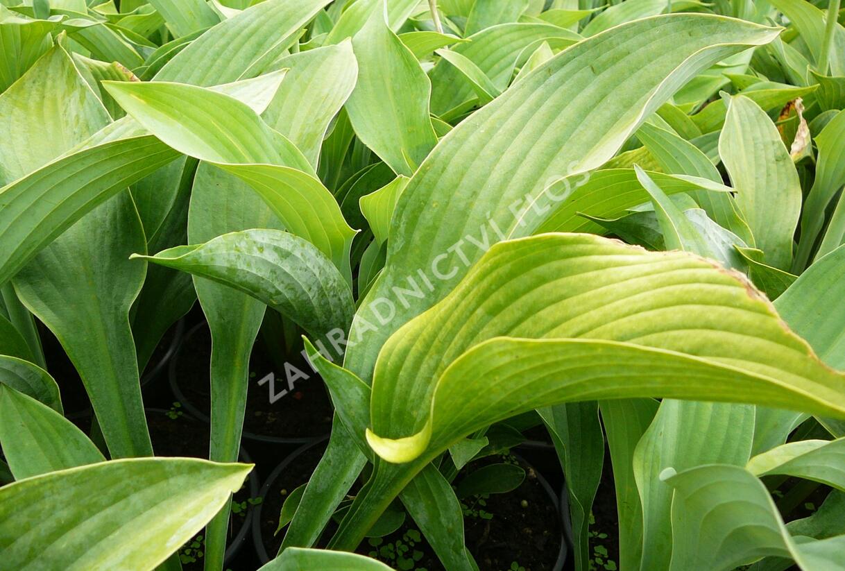 Bohyška 'Krossa Regal' - Hosta nigrescens 'Krossa Regal'
