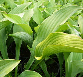 Bohyška 'Krossa Regal' - Hosta nigrescens 'Krossa Regal'