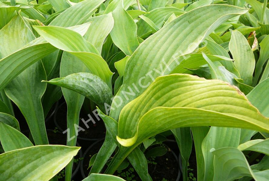 Bohyška 'Krossa Regal' - Hosta nigrescens 'Krossa Regal'