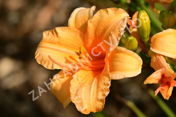 Denivka 'Bertie Ferris' - Hemerocallis 'Bertie Ferris'