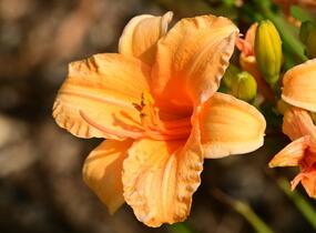 Denivka 'Bertie Ferris' - Hemerocallis 'Bertie Ferris'