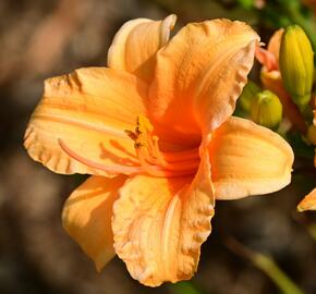 Denivka 'Bertie Ferris' - Hemerocallis 'Bertie Ferris'