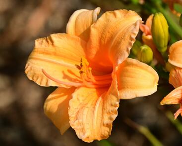 Denivka 'Bertie Ferris'
