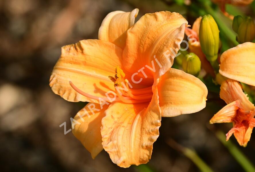 Denivka 'Bertie Ferris' - Hemerocallis 'Bertie Ferris'