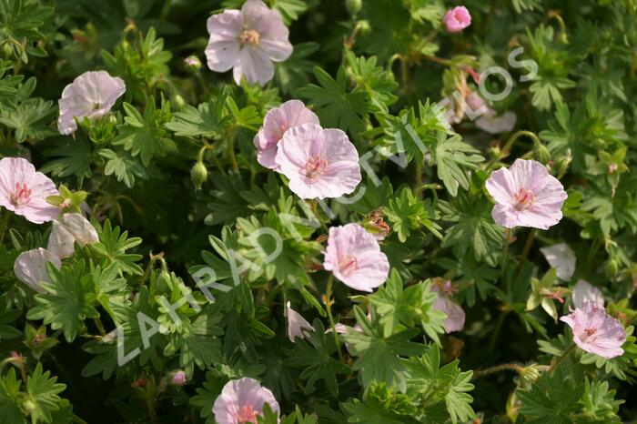 Kakost krvavý 'Apfelblüte' - Geranium sanguineum 'Apfelblüte'