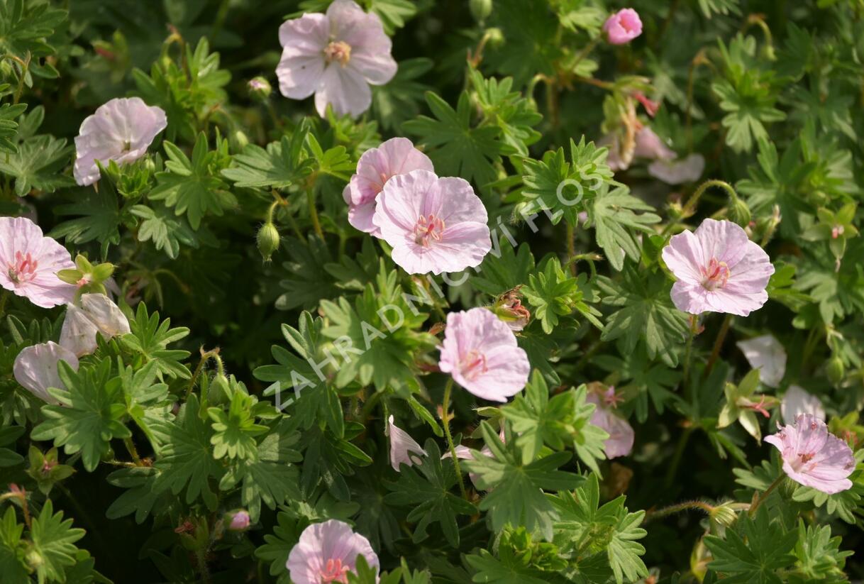 Kakost krvavý 'Apfelblüte' - Geranium sanguineum 'Apfelblüte'