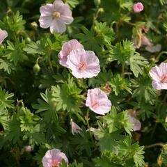 Kakost krvavý 'Apfelblüte' - Geranium sanguineum 'Apfelblüte'