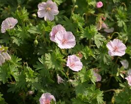 Kakost krvavý 'Apfelblüte'
