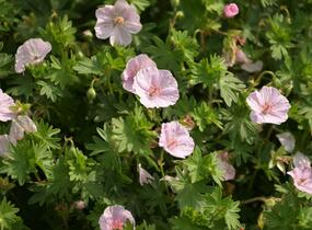 Kakost krvavý 'Apfelblüte' - Geranium sanguineum 'Apfelblüte'