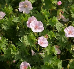 Kakost krvavý 'Apfelblüte' - Geranium sanguineum 'Apfelblüte'