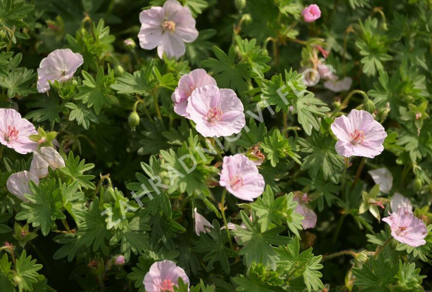Kakost krvavý 'Apfelblüte' - Geranium sanguineum 'Apfelblüte'