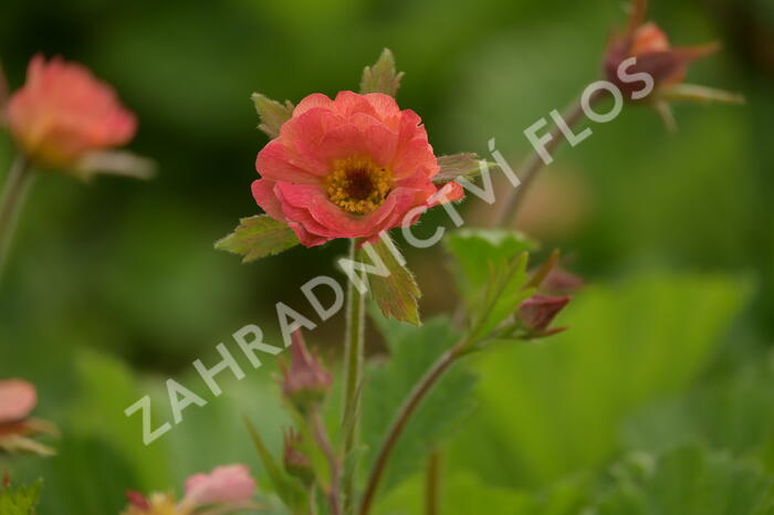 Kuklík 'Mai Tai' - Geum 'Mai Tai'