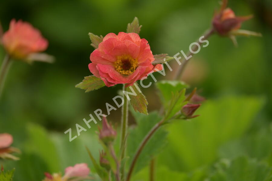 Kuklík 'Mai Tai' - Geum 'Mai Tai'