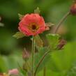 Kuklík 'Mai Tai' - Geum 'Mai Tai'